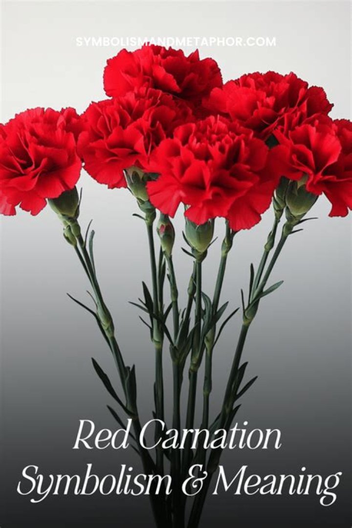 Discover the Symbolism and Beauty of Red Carnation
