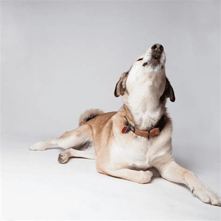 Why Does My Dog Howl at Night? Understanding the Behavior